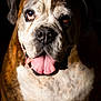 animal, brown, bulldog, canine, close_up, cute, dark_background, dog, domestic_animal, ears, expression, face, friendly, fur, mammal, pet, portrait, studio_lighting, tongue_out, white