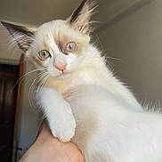 Vivi a rejoint le concours — aidez-le/la à gagner de superbes lots ! kitten, cat, animal, pet, blue_eyes, white_fur, cream_fur, hand, wristwatch, indoor, curious, young, feline, portrait, closeup, domestic, cute, fluffy, looking, person