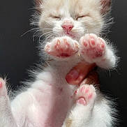 Alpha a rejoint le concours — aidez-le/la à gagner de superbes lots ! kitten, cat, paw, pink_paw, fluffy, cute, animal, pet, feline, soft, sleeping, young, small, hand, holding, fur, whiskers, pink_nose, close_up, indoor