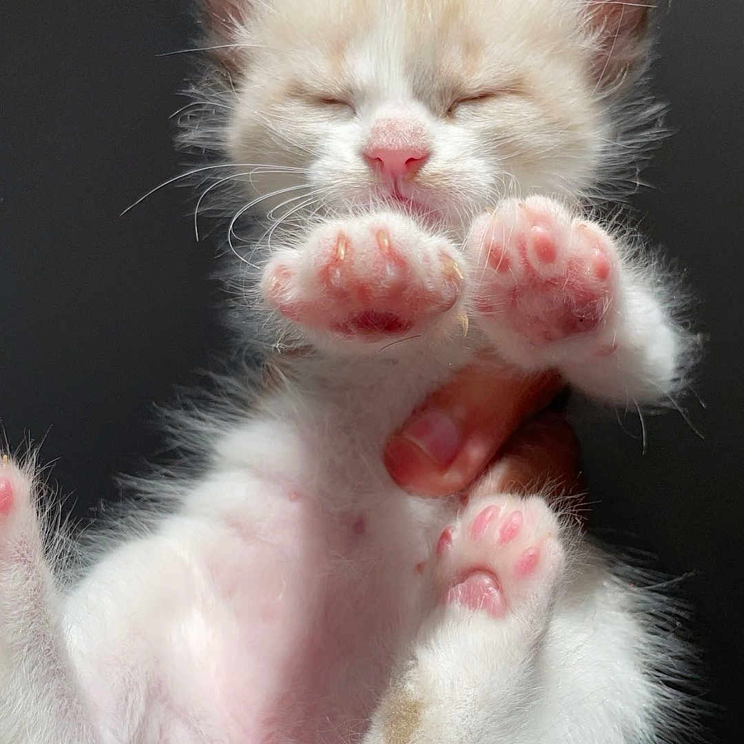 Alpha a rejoint le concours — aidez-le/la à gagner de superbes lots ! animal, cat, close_up, cute, feline, fluffy, fur, hand, holding, indoor, kitten, paw, pet, pink_nose, pink_paw, sleeping, small, soft, whiskers, young