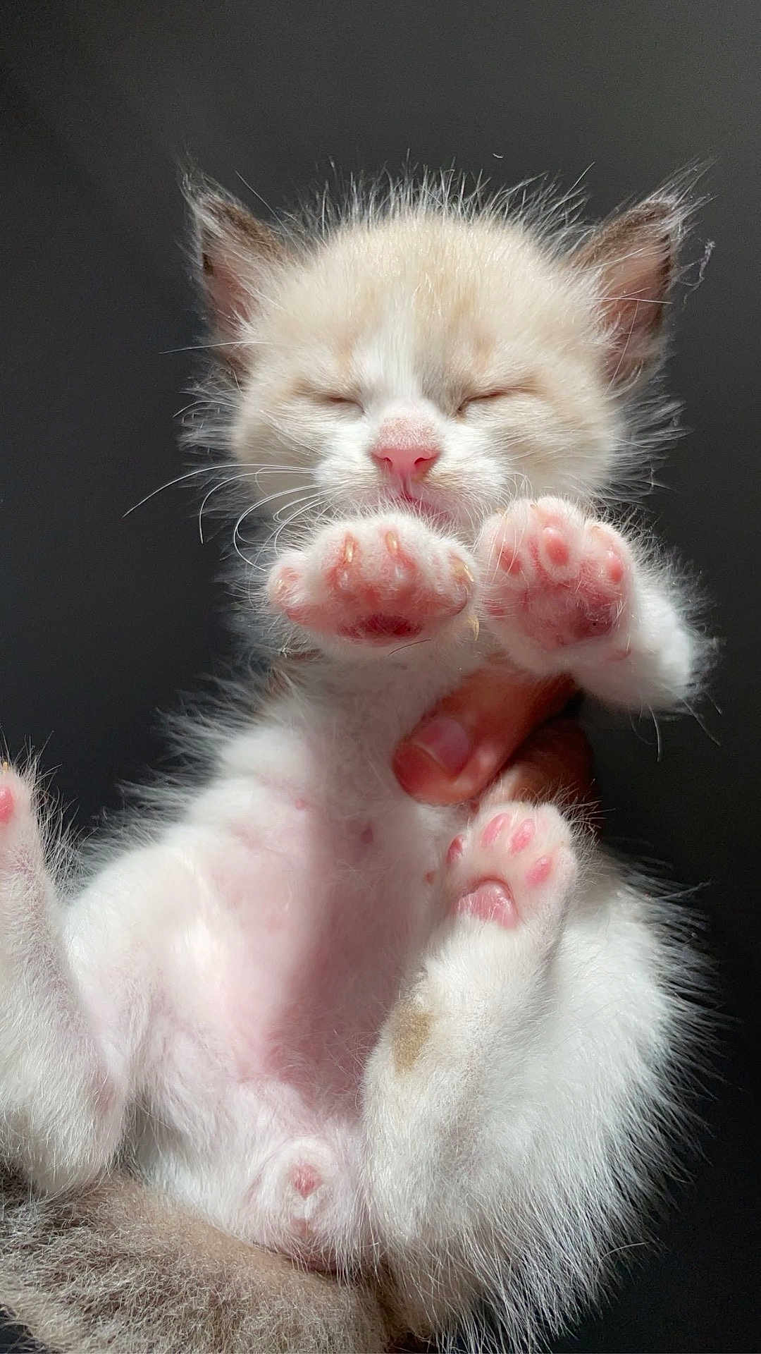 Alpha a rejoint le concours — aidez-le/la à gagner de superbes lots ! kitten, cat, paw, pink_paw, fluffy, cute, animal, pet, feline, soft, sleeping, young, small, hand, holding, fur, whiskers, pink_nose, close_up, indoor