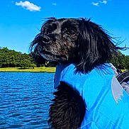 Pedro a rejoint le concours — aidez-le/la à gagner de superbes lots ! adventure, animal, black_dog, blue_sky, boat, calm, cloud, daytime, dog, fur, kayak, lake, landscape, life_jacket, nature, outdoor, pet, summer, water, water_sport