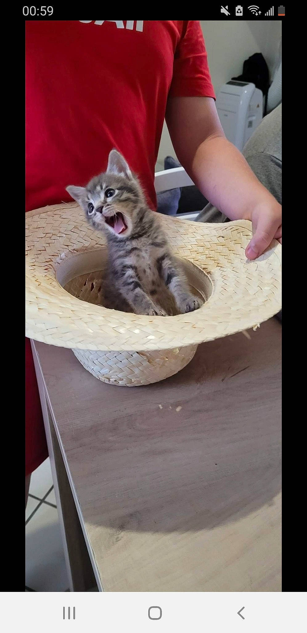 Xena a rejoint le concours — aidez-le/la à gagner de superbes lots ! art, basket, bowl, box, carnivore, cat, cat_supply, comfort_food, domestic_short_haired_cat, felidae, fur, ingredient, paw, photo_caption, recreation, sculpture, small_to_medium_sized_cats, table, whiskers, wood