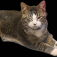 Oreo joined the competition — help win amazing prizes! cat, tabby, pet, feline, collar, whiskers, fur, relaxed, lying_down, animal, domestic_animal, mammal, face, ears, paw, sleepy, cute, closeup, indoor, resting