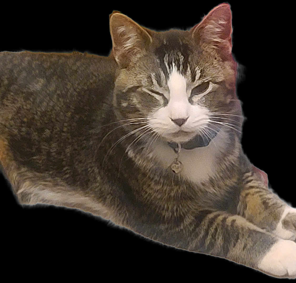 Oreo joined the competition — help win amazing prizes! cat, tabby, pet, feline, collar, whiskers, fur, relaxed, lying_down, animal, domestic_animal, mammal, face, ears, paw, sleepy, cute, closeup, indoor, resting