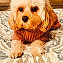dog, puppy, fluffy, cream_colored, sweater, bedspread, indoor, pet, cute, animal, laying_down, fur, portrait, cozy, domestic, canine, soft_light, resting, eyes, nose
