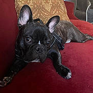 Louie is registered to the contest to win money with this photo: animal, bat_ears, black_dog, brown_eyes, close_up, cozy, cushion, dog, french_bulldog, harness, indoors, living_room, lounging, lying_down, pet, playful, portrait, red_couch, short_snout, wrinkled_face
