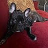 animal, bat_ears, black_dog, brown_eyes, close_up, cozy, cushion, dog, french_bulldog, harness, indoors, living_room, lounging, lying_down, pet, playful, portrait, red_couch, short_snout, wrinkled_face