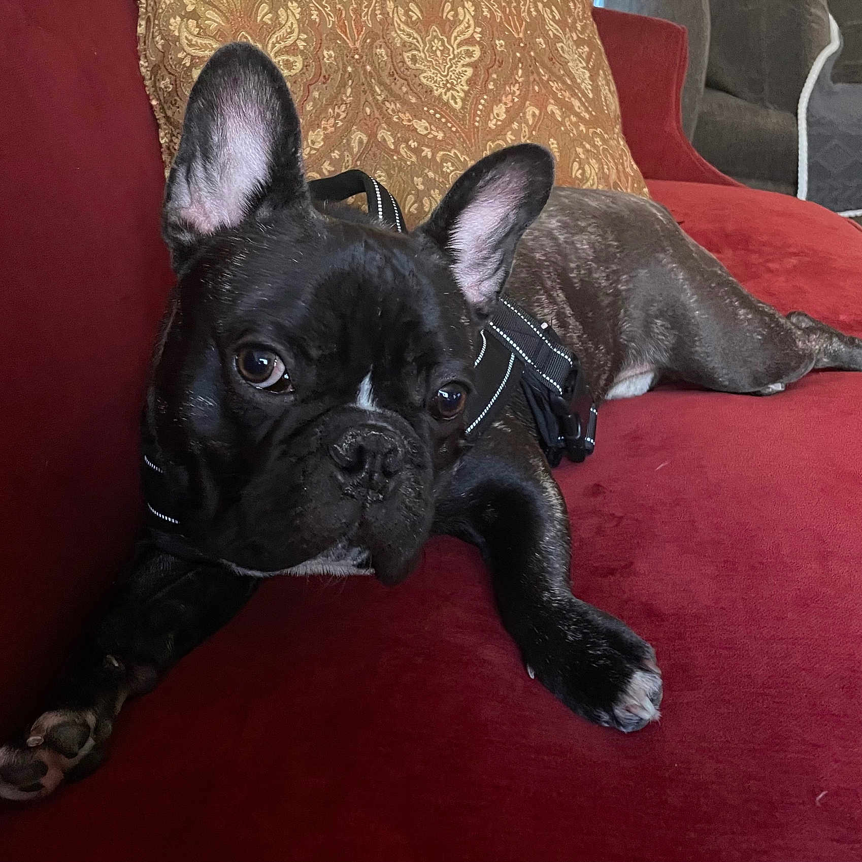 Louie