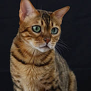 Roméo a rejoint le concours — aidez-le/la à gagner de superbes lots ! animal, background, bengal_cat, black, brown, cat, close_up, cute, domestic_animal, feline, fur, green_eyes, indoor, looking_away, pet, portrait, sitting, soft_light, striped, whiskers