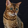 animal, background, bengal_cat, black, brown, cat, close_up, cute, domestic_animal, feline, fur, green_eyes, indoor, looking_away, pet, portrait, sitting, soft_light, striped, whiskers