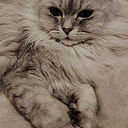 Neyko participe au concours pour gagner de l'argent avec cette photo : cat, fluffy, long_hair, silver_fur, tabby, pet, animal, portrait, close_up, face, eyes, whiskers, ears, paws, lounging, sitting, couch, cushion, indoors, relaxed