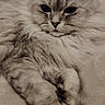 cat, fluffy, long_hair, silver_fur, tabby, pet, animal, portrait, close_up, face, eyes, whiskers, ears, paws, lounging, sitting, couch, cushion, indoors, relaxed