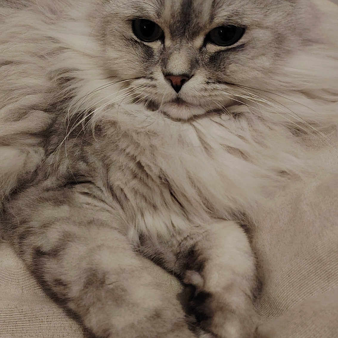 Neyko participe au concours pour gagner de l'argent avec cette photo : cat, fluffy, long_hair, silver_fur, tabby, pet, animal, portrait, close_up, face, eyes, whiskers, ears, paws, lounging, sitting, couch, cushion, indoors, relaxed