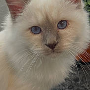 Winch participe au concours pour gagner de l'argent avec cette photo : cat, kitten, fluffy, cream_colored, blue_eyes, sitting, portrait, close_up, pet, feline, whiskers, ears, paws, indoors, plant, rug, home, soft_fur, adorable, photography