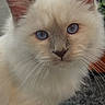 cat, kitten, fluffy, cream_colored, blue_eyes, sitting, portrait, close_up, pet, feline, whiskers, ears, paws, indoors, plant, rug, home, soft_fur, adorable, photography