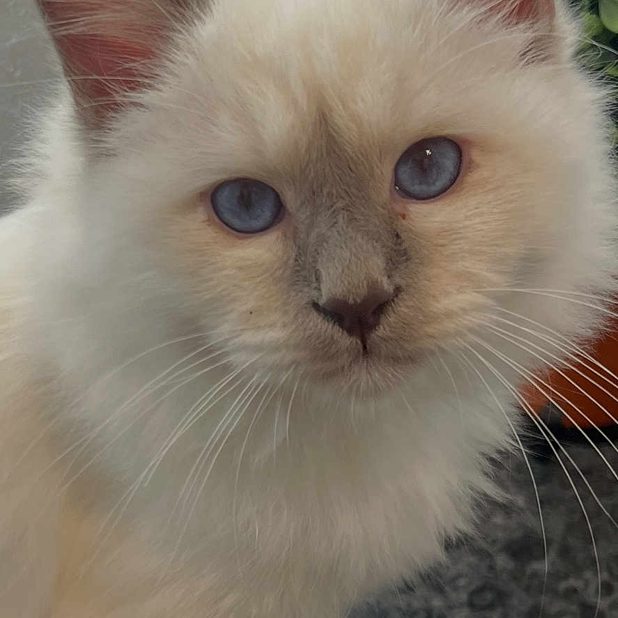 Winch participe au concours pour gagner de l'argent avec cette photo : cat, kitten, fluffy, cream_colored, blue_eyes, sitting, portrait, close_up, pet, feline, whiskers, ears, paws, indoors, plant, rug, home, soft_fur, adorable, photography