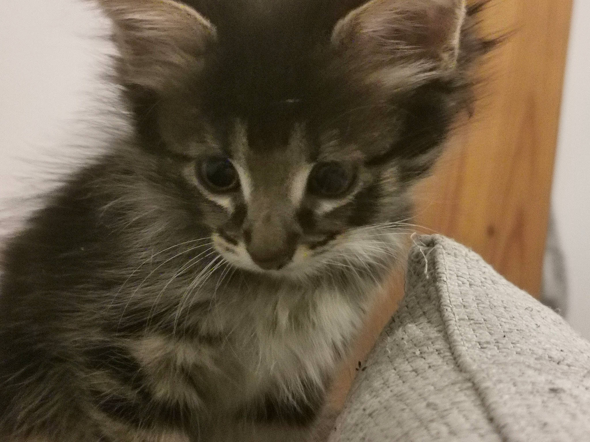 Pandora a rejoint le concours — aidez-le/la à gagner de superbes lots ! american_curl, asian, carnivore, cat, domestic_long_haired_cat, felidae, fur, kitten, maine_coon, mammal, norwegian_forest_cat, oriental_longhair, small_to_medium_sized_cats, whiskers