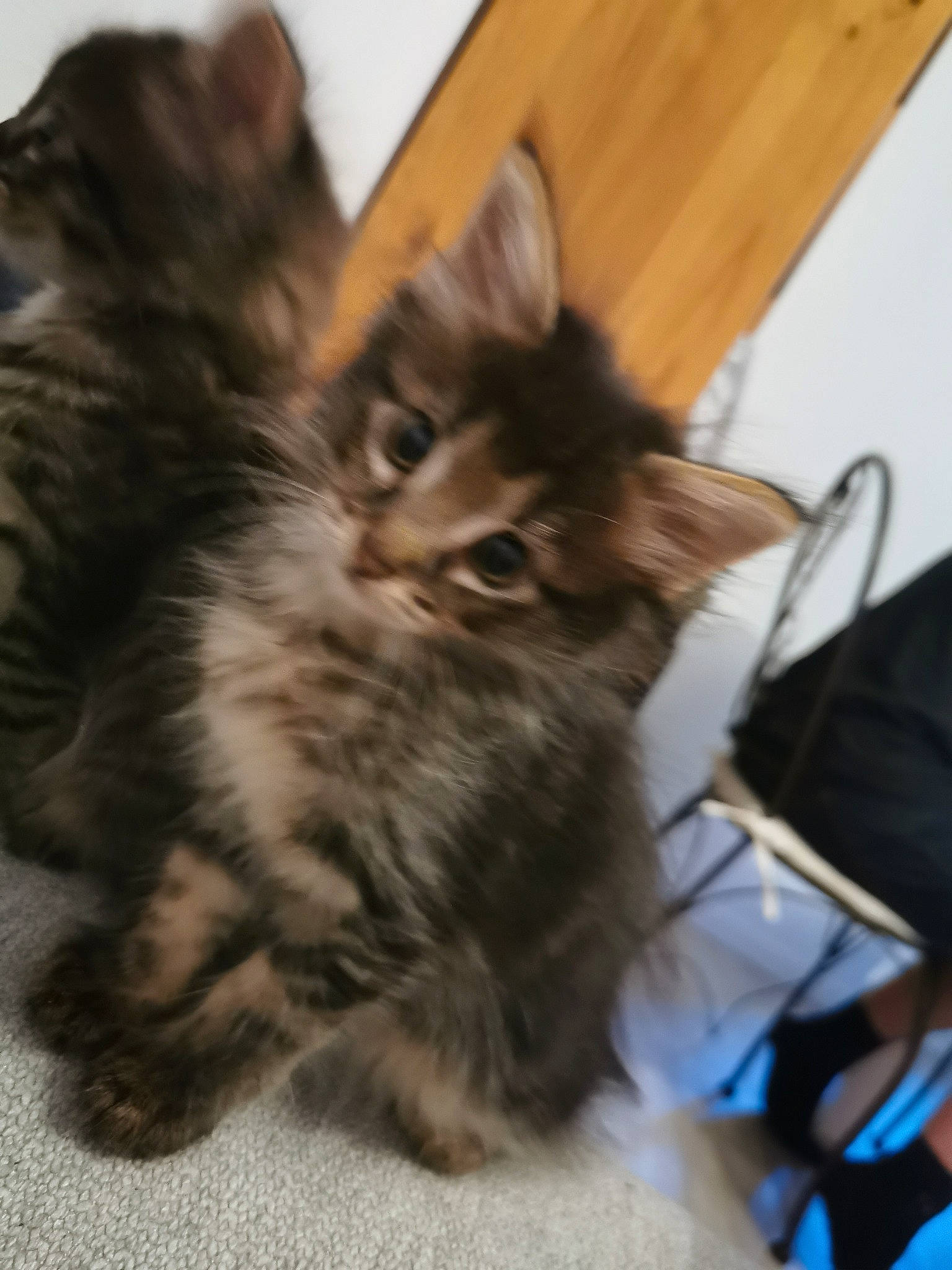 Pandora participe au concours pour gagner de l'argent avec cette photo : american_curl, asian, asian_semi_longhair, british_semi_longhair, carnivore, cat, domestic_long_haired_cat, felidae, fur, kitten, kurilian_bobtail, maine_coon, mammal, norwegian_forest_cat, pixie_bob, siberian, small_to_medium_sized_cats, tabby_cat, vertebrate, whiskers