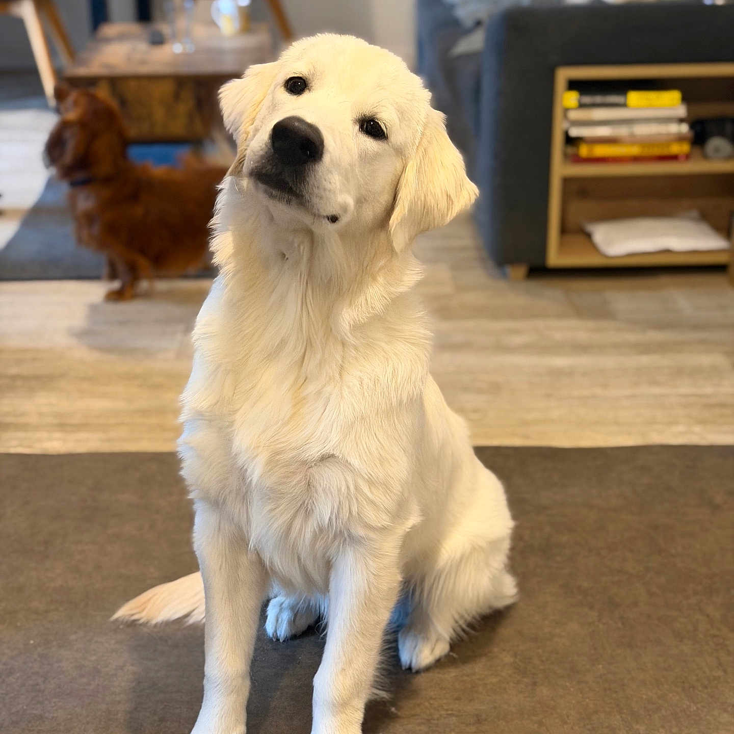 Djoko participe au concours pour gagner de l'argent avec cette photo : animal, books, brown_dog, carpet, chair, companion, curious, cute, dog, domestic, floor, furniture, head_tilt, indoor, living_room, pet, sitting, sofa, table, white_dog