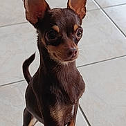 Diva a rejoint le concours — aidez-le/la à gagner de superbes lots ! dog, small_dog, brown_coat, alert, ears, standing, tile_floor, indoor, pet, cute, animal, canine, short_hair, close_up, portrait, looking, curious, domestic, companion, young_dog