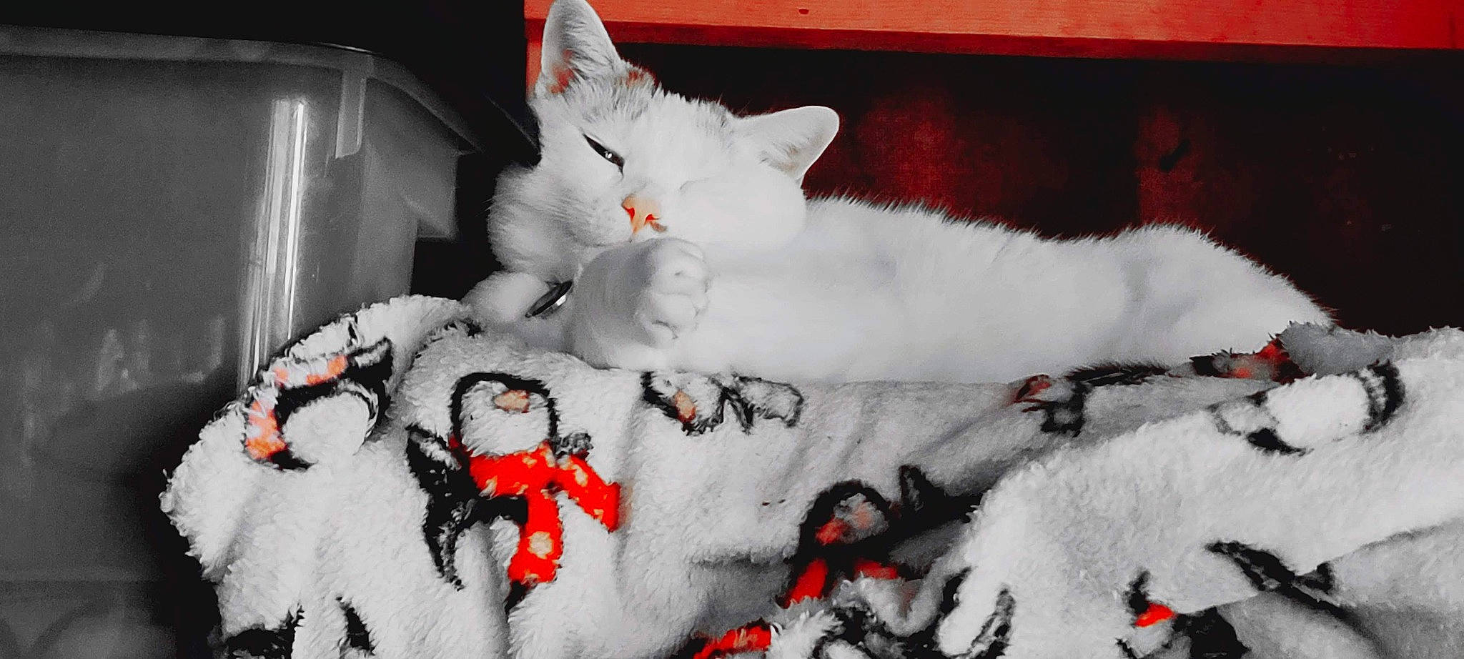 Brantley is registered to the contest to win money with this photo: art, carmine, carnivore, cat, domestic_short_haired_cat, event, felidae, fur, grey, mammal, pattern, paw, small_to_medium_sized_cats, tail, vertebrate, visual_arts, whiskers, white, window, winter