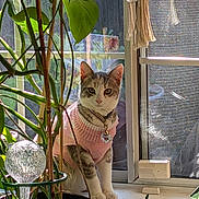 Bootzee joined the competition — help win amazing prizes! cat, pink_sweater, windowsill, plant, green_leaves, sunlight, indoor, pet, curious, collar, decoration, glass_ball, window, houseplant, cozy, cute, feline, portrait, domestic, nature