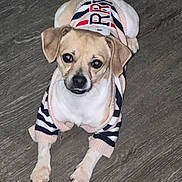 Draco is registered to the contest to win money with this photo: dog, small_dog, pet, puppy, clothing, sweater, striped, floor, wooden_floor, indoor, animal, cute, looking_up, four_legs, ears, tail, fur, canine, domestic_animal, companion