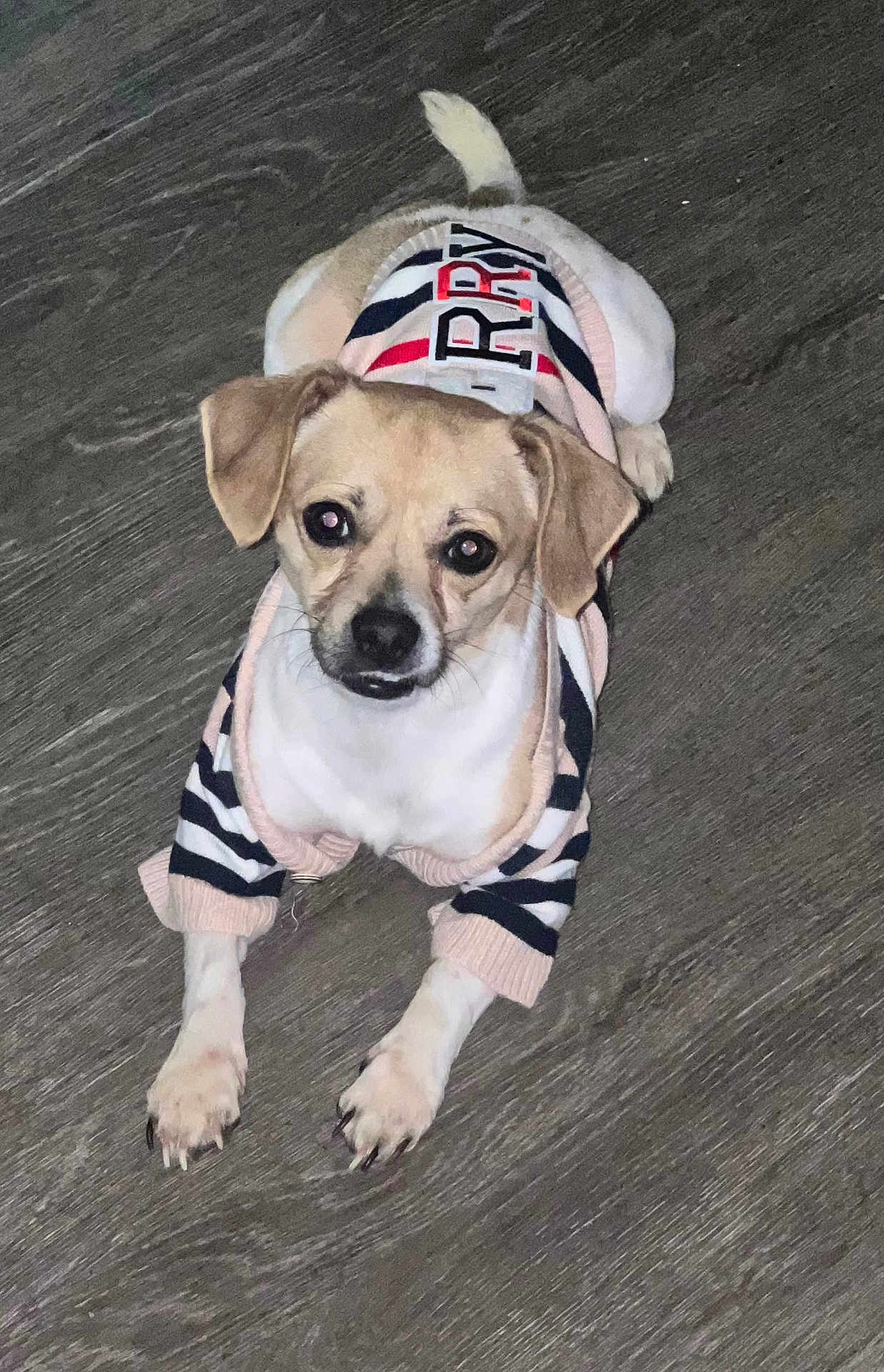 Draco