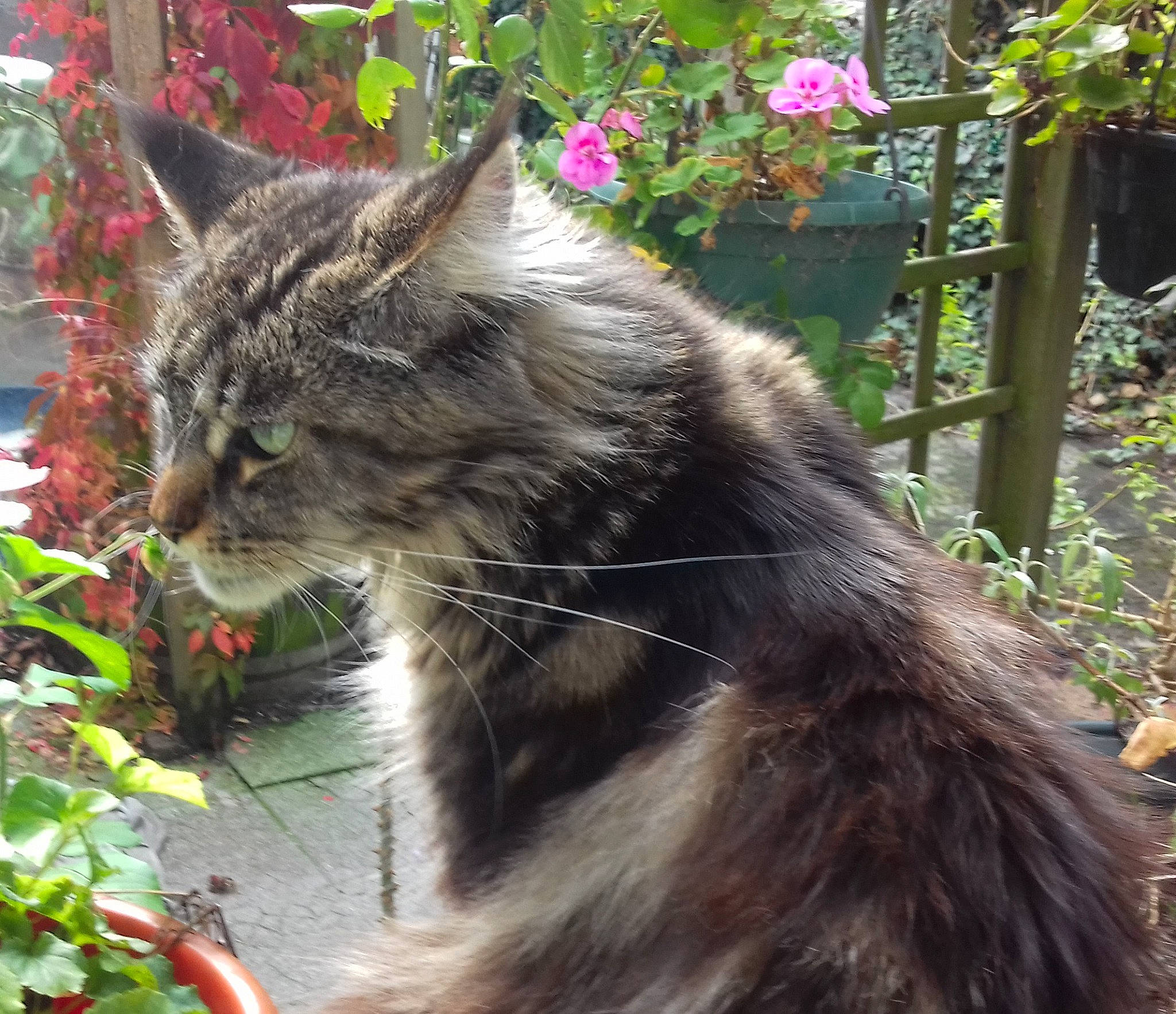 Réglisse a rejoint le concours — aidez-le/la à gagner de superbes lots ! annual_plant, carnivore, cat, claw, domestic_short_haired_cat, felidae, flower, flowerpot, fur, grass, houseplant, maine_coon, plant, shrub, small_to_medium_sized_cats, snout, tail, terrestrial_animal, whiskers, window