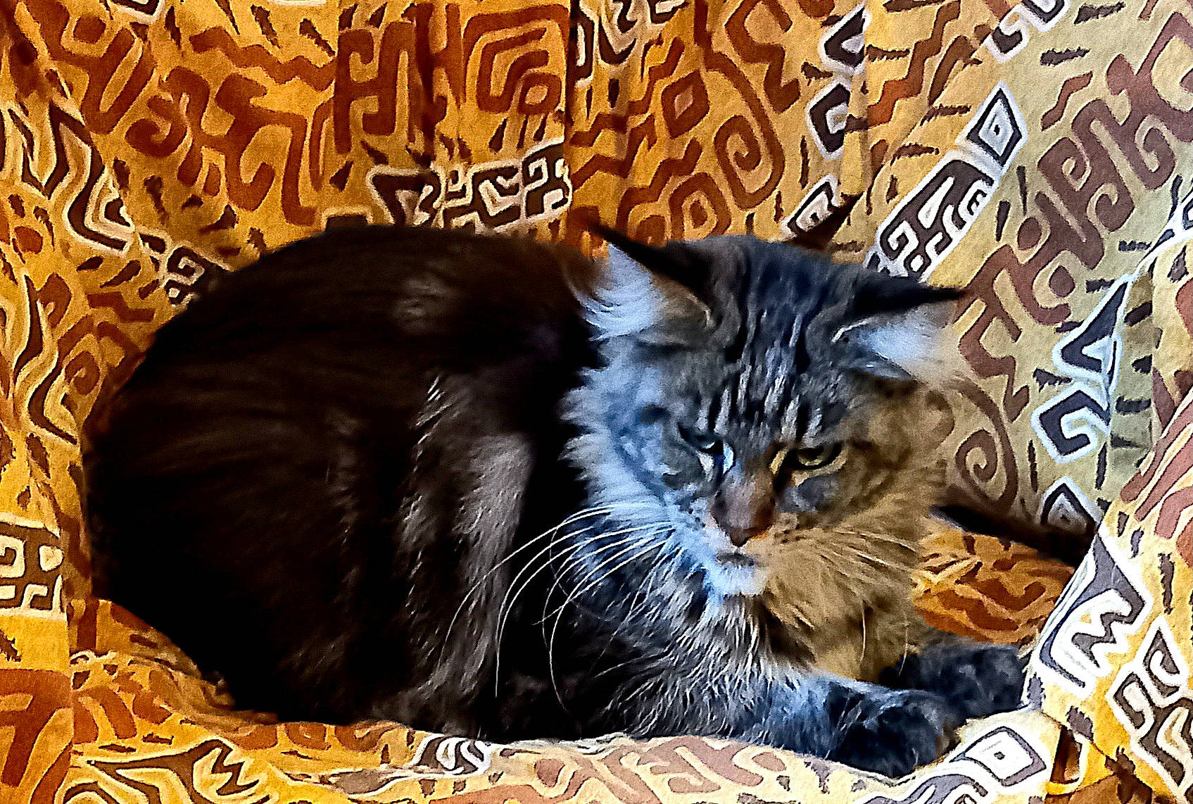 Réglisse participe au concours pour gagner de l'argent avec cette photo : carnivore, cat, cat_supply, comfort, domestic_short_haired_cat, felidae, fur, photo_caption, small_to_medium_sized_cats, snout, terrestrial_animal, whiskers, window