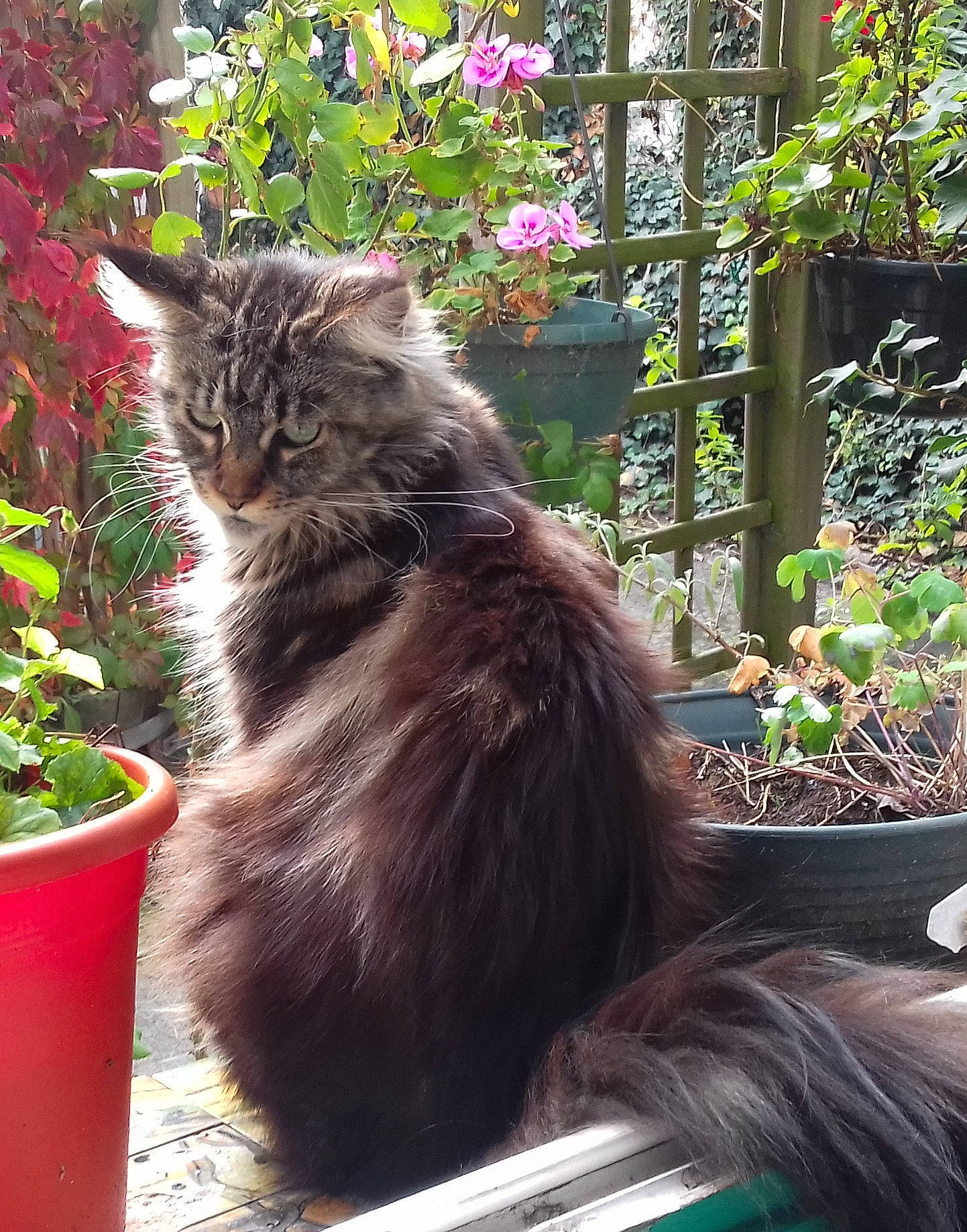 Réglisse participe au concours pour gagner de l'argent avec cette photo : annual_plant, british_longhair, carnivore, cat, domestic_short_haired_cat, felidae, flower, flowerpot, fur, garden, grass, houseplant, maine_coon, plant, small_to_medium_sized_cats, tail, terrestrial_animal, whiskers, window, wood