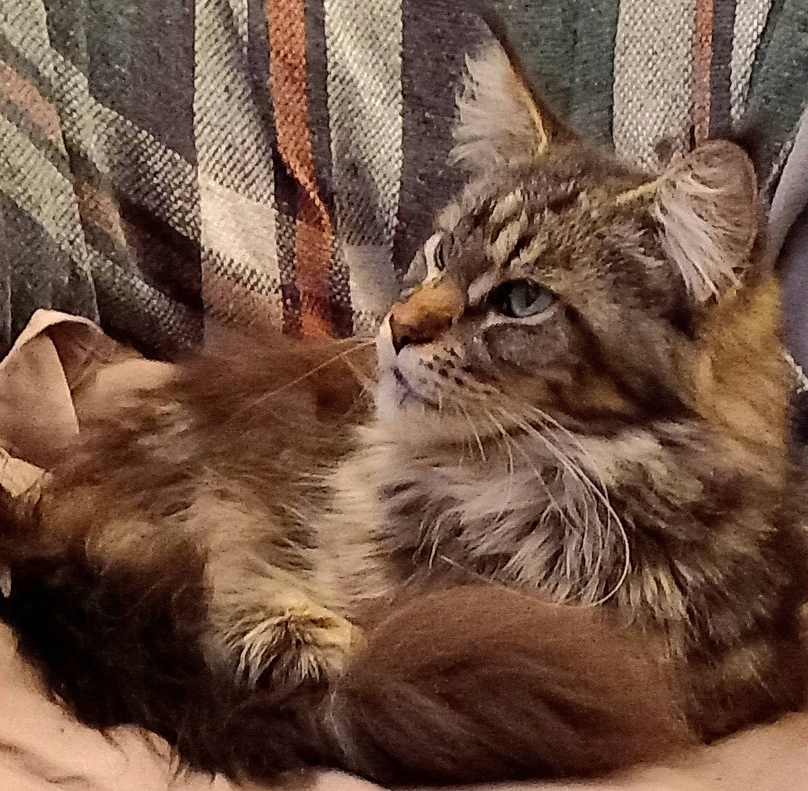 Réglisse a rejoint le concours — aidez-le/la à gagner de superbes lots ! carnivore, cat, claw, comfort, domestic_short_haired_cat, felidae, fur, maine_coon, metal, paw, small_to_medium_sized_cats, square, terrestrial_animal, whiskers