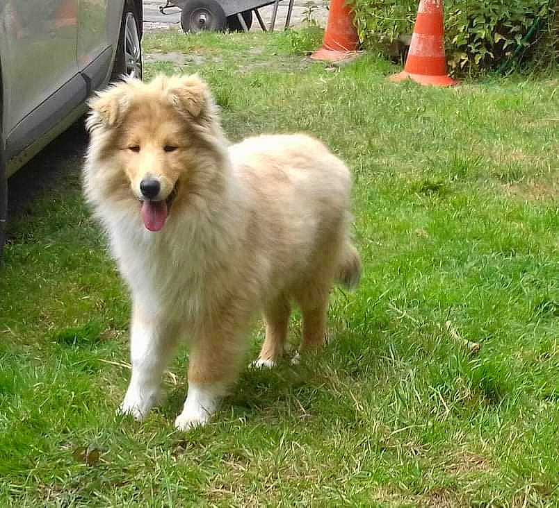 Terry a rejoint le concours — aidez-le/la à gagner de superbes lots ! ancient_dog_breeds, carnivore, companion_dog, dog, dog_breed, fang, flowerpot, german_spitz, german_spitz_klein, grass, groundcover, herding_dog, houseplant, plant, sporting_group, tire, vehicle, wheel, working_dog, yard