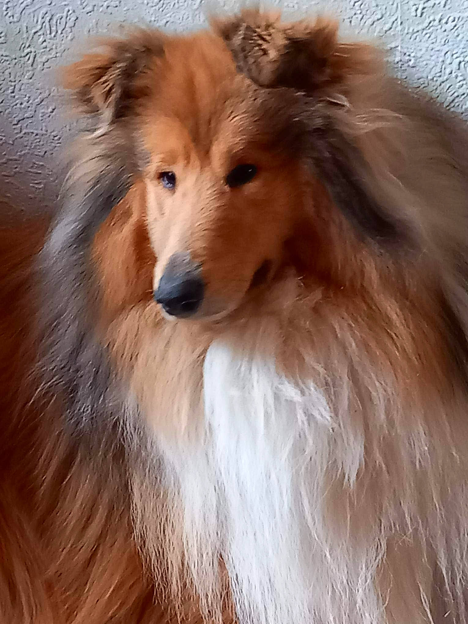 Terry a rejoint le concours — aidez-le/la à gagner de superbes lots ! canidae, carnivore, companion_dog, dog, dog_breed, fawn, fur, liver, rough_collie, shetland_sheepdog, snout, terrestrial_animal, whiskers, wildlife, working_animal