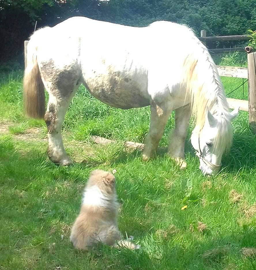 Terry participe au concours pour gagner de l'argent avec cette photo : companion_dog, fawn, fence, grass, grassland, grazing, groundcover, horse, liver, livestock, mare, meadow, pack_animal, pasture, plant, shetland_pony, tail, terrestrial_animal, vertebrate, working_animal