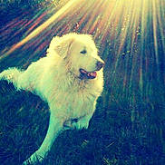 Patou participe au concours pour gagner de l'argent avec cette photo :