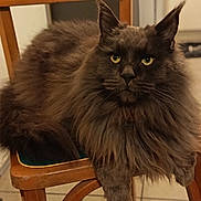 Ymir participe au concours pour gagner de l'argent avec cette photo : cat, gray_cat, fluffy, long_hair, green_eyes, wooden_chair, indoor, pet, animal, feline, sitting, relaxed, looking_at_camera, fur, whiskers, tail, domestic_cat, chair, floor_tiles, household