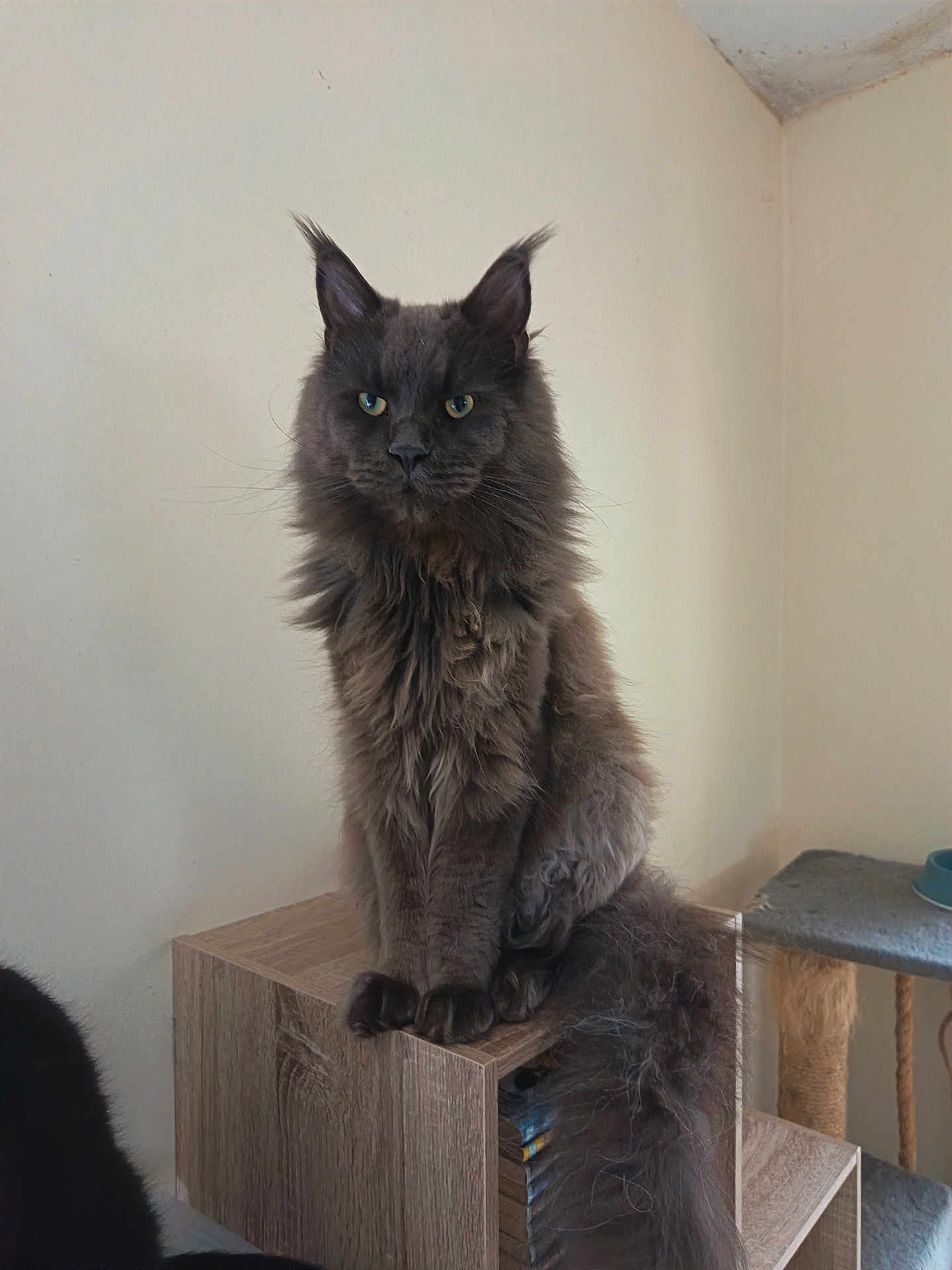 Ymir a rejoint le concours — aidez-le/la à gagner de superbes lots ! cat, gray_cat, fluffy_fur, long_hair, green_eyes, indoor, wooden_shelf, pet, feline, animal, sitting, looking_at_camera, tufted_ears, tail, cozy, home, furniture, quiet, calm, domestic