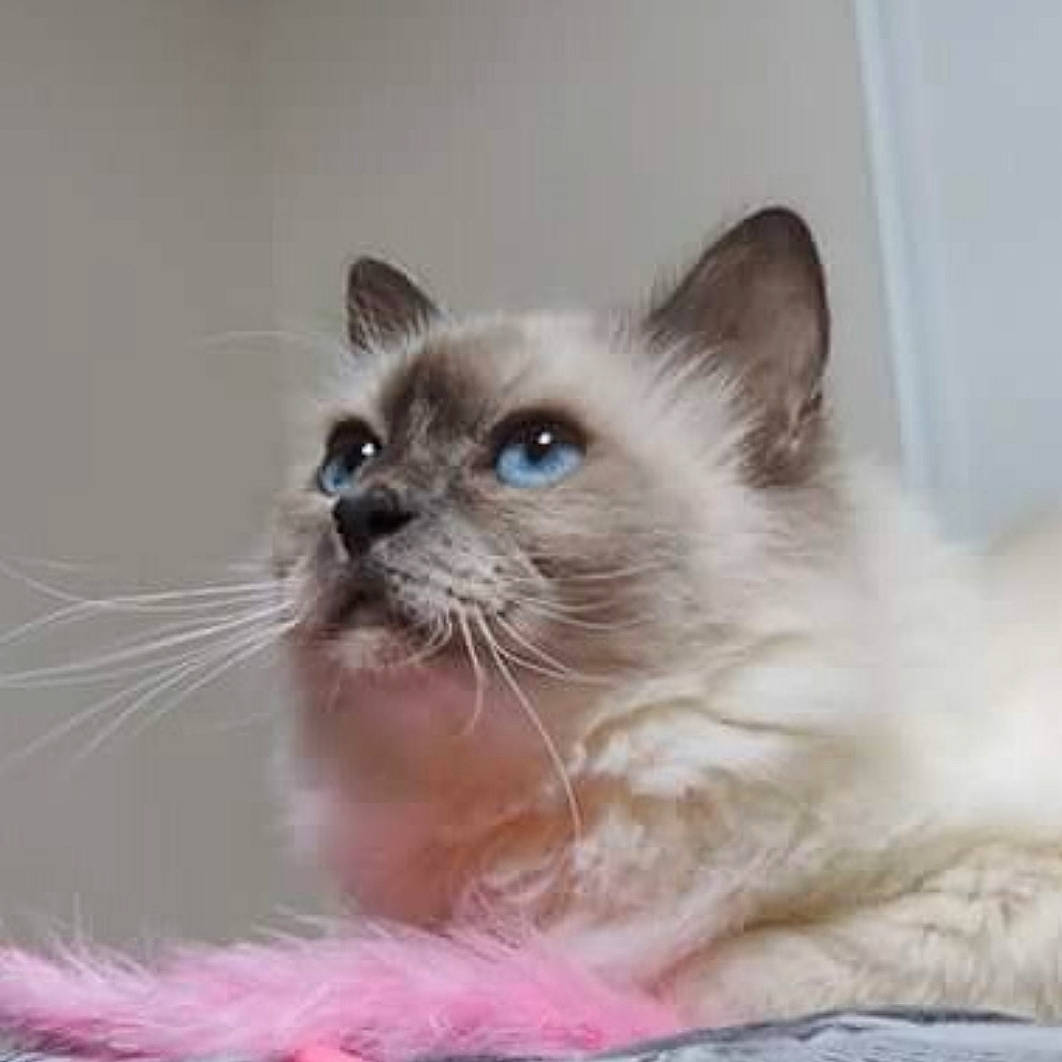 Mimi Chat participe au concours pour gagner de l'argent avec cette photo : asian, balinese, birman, burmese, carnivore, cat, colorpoint_shorthair, felidae, himalayan, kitten, mammal, ragdoll, siamese, small_to_medium_sized_cats, snout, snowshoe, thai, tonkinese, vertebrate, whiskers