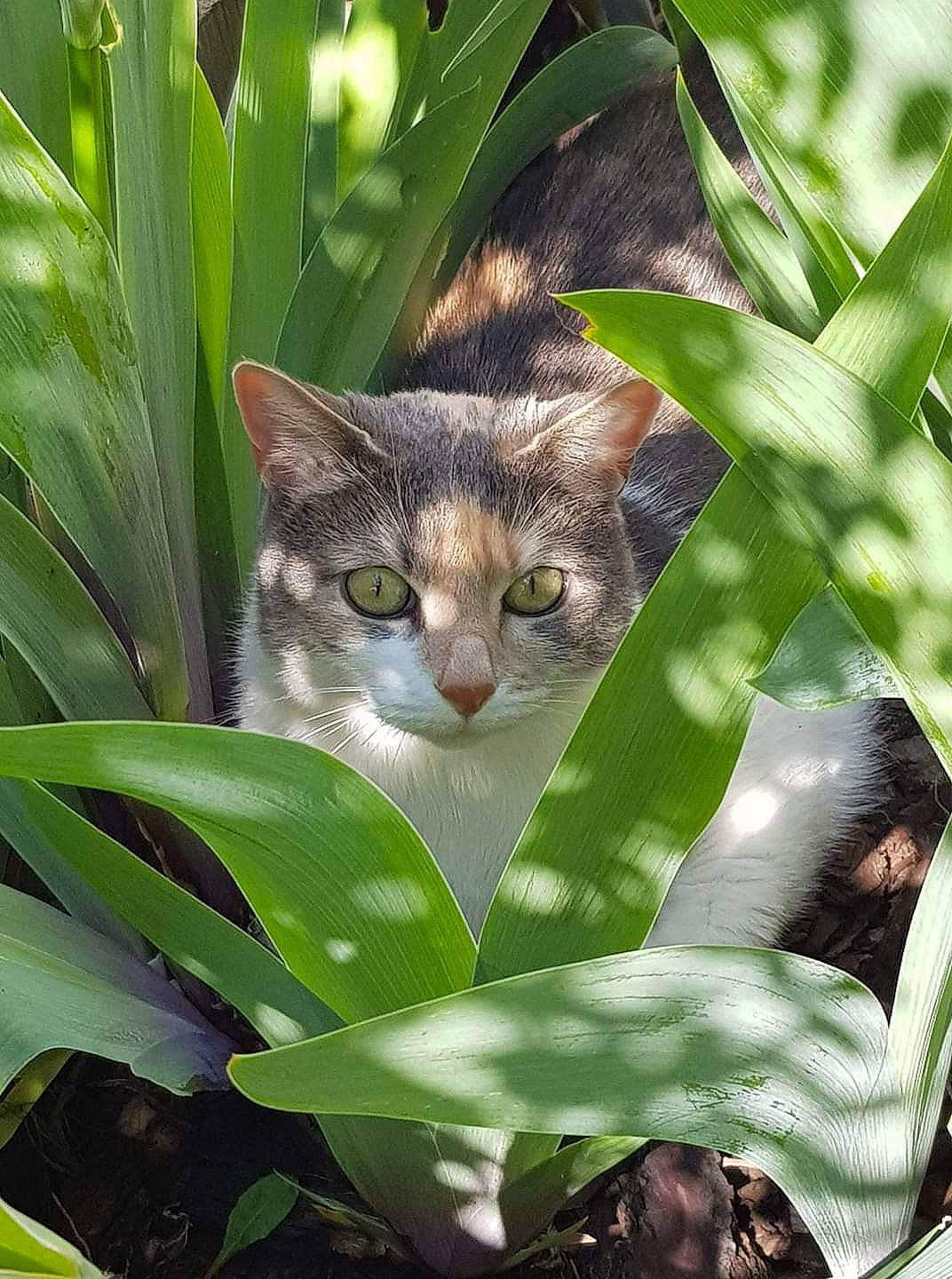 Lolita a rejoint le concours — aidez-le/la à gagner de superbes lots ! adaptation, botany, carnivore, cat, domestic_short_haired_cat, fawn, felidae, grass, green, jungle, leaf, organism, photo_caption, plant, small_to_medium_sized_cats, snout, terrestrial_animal, terrestrial_plant, whiskers, wildlife