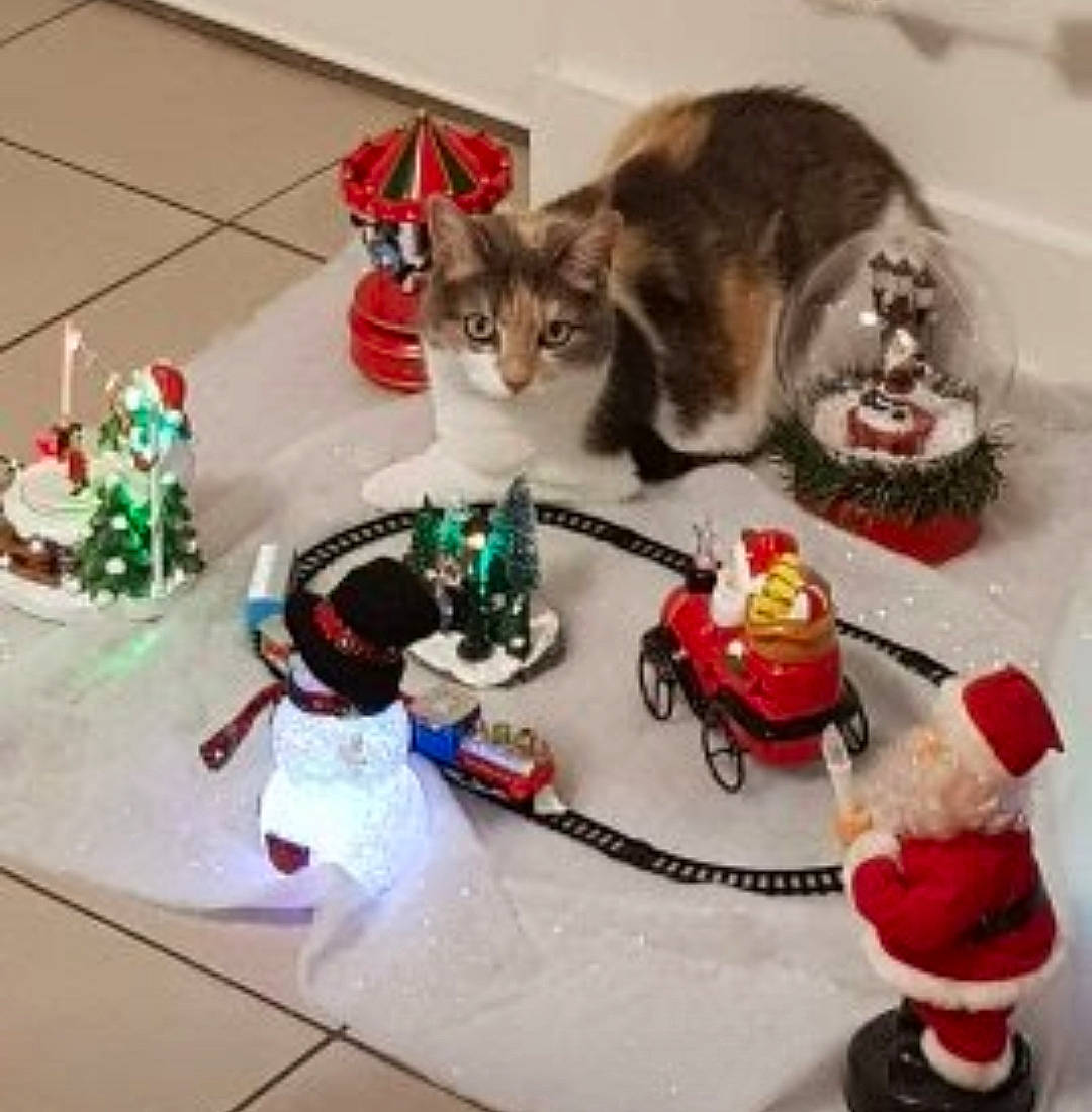 Lolita participe au concours pour gagner de l'argent avec cette photo : action_figure, carmine, carnivore, cat, cat_supply, christmas, domestic_short_haired_cat, event, felidae, fictional_character, pet_supply, plastic, play, recreation, small_to_medium_sized_cats, sweetness, tail, toy, vertebrate, whiskers