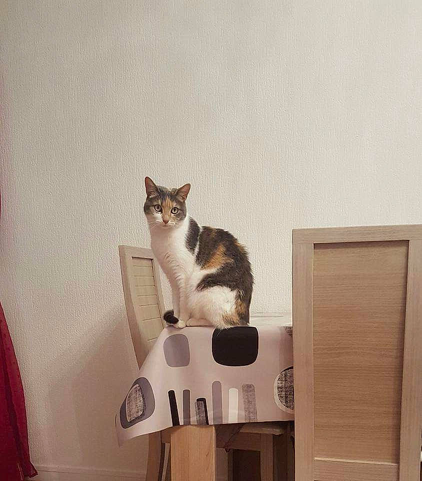 Lolita participe au concours pour gagner de l'argent avec cette photo : carnivore, cat, chair, comfort, drawer, felidae, furniture, grey, hardwood, pet_supply, shelf, shelving, small_to_medium_sized_cats, stairs, table, tail, tree, whiskers, window, wood