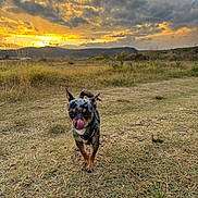Mylo a rejoint le concours — aidez-le/la à gagner de superbes lots ! dog, sunset, grass, field, outdoor, sky, clouds, nature, animal, pet, tongue_out, walking, sunlight, scenic, landscape, small_dog, brown, black, happy, playful
