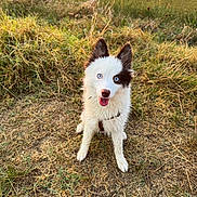 Ice a rejoint le concours — aidez-le/la à gagner de superbes lots ! dog, puppy, blue_eyes, white_fur, black_patch, happy, outdoor, grass, field, sunset, nature, animal, pet, canine, sitting, looking_up, ears_up, fur, playful, smiling