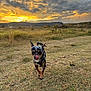 dog, sunset, grass, field, outdoor, sky, clouds, nature, animal, pet, tongue_out, walking, sunlight, scenic, landscape, small_dog, brown, black, happy, playful