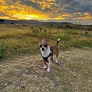 Loky participe au concours pour gagner de l'argent avec cette photo : dog, chihuahua, sunset, grass, outdoor, nature, sky, clouds, field, pet, animal, small_dog, harness, walking, sunlight, evening, landscape, scenery, alert, standing