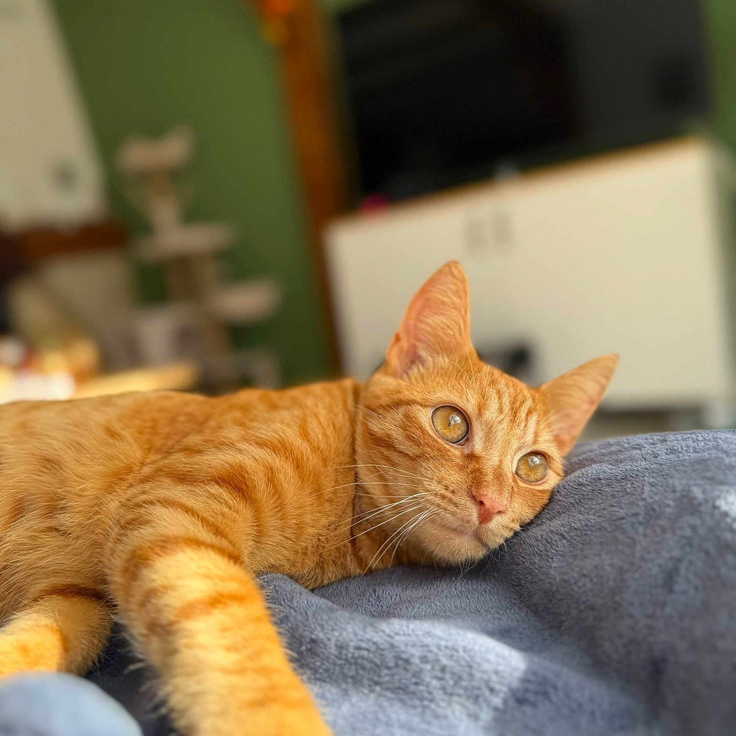 Galette a rejoint le concours — aidez-le/la à gagner de superbes lots ! animal, blanket, blurred_background, cat, comfort, cozy, domestic, ears, eyes, feline, fur, home, indoor, living_room, orange_tabby, pet, relaxing, resting, soft, whiskers