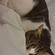 Nala participe au concours pour gagner de l'argent avec cette photo : cat, sleeping, cozy, blanket, white_bedding, fur, pet, indoor, resting, cute, animal, tabby, quiet, relaxation, comfort, domestic, nap, feline, soft, peaceful
