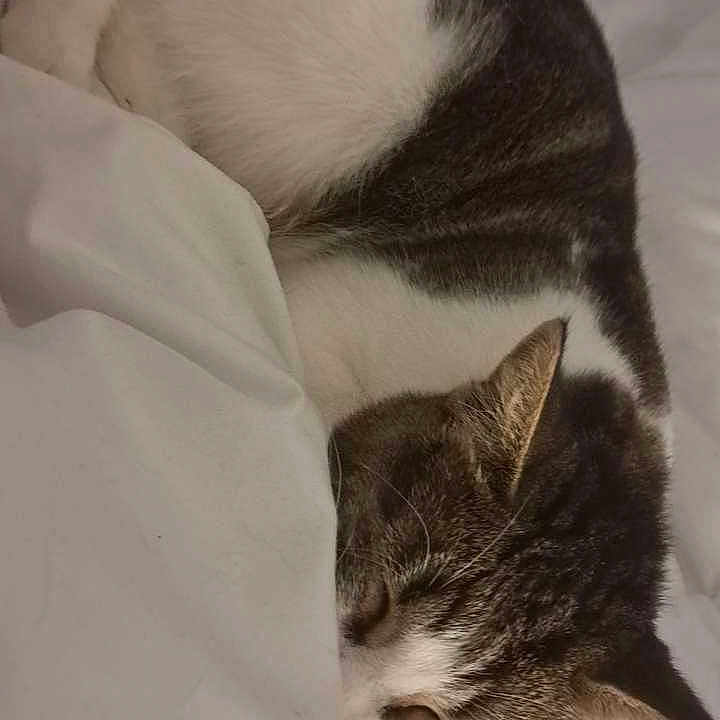 Nala participe au concours pour gagner de l'argent avec cette photo : animal, blanket, cat, comfort, cozy, cute, domestic, feline, fur, indoor, nap, peaceful, pet, quiet, relaxation, resting, sleeping, soft, tabby, white_bedding